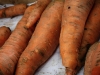 Des carottes géantes, tordues, pleines de terre... des vraies quoi !