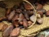 Les fèves de cacao